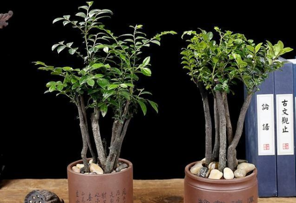 冬季移植盆景的注意事项