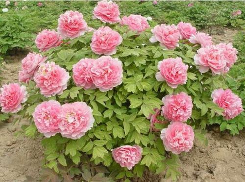 牡丹花怎么栽培