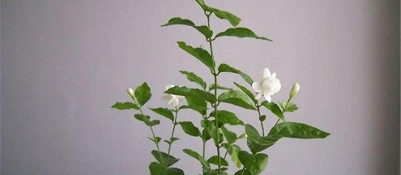 茉莉花如何栽培