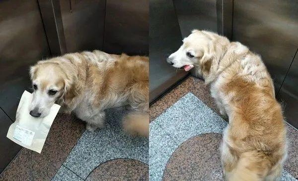 训练狗狗坐电梯