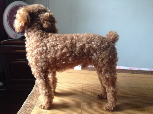 贵宾犬肚子胀不吃东西拉稀