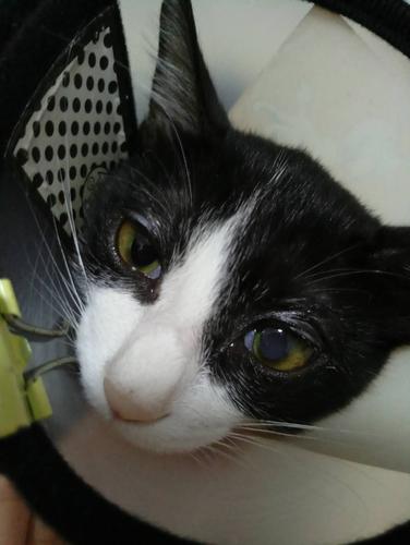 猫瞳孔上有东西怎么办