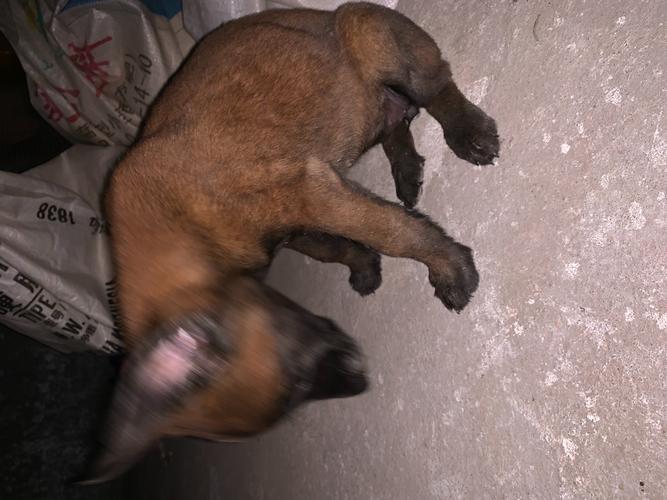 马犬拉稀呕吐不吃东西