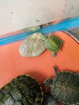 小乌龟天热不吃东西怎么办