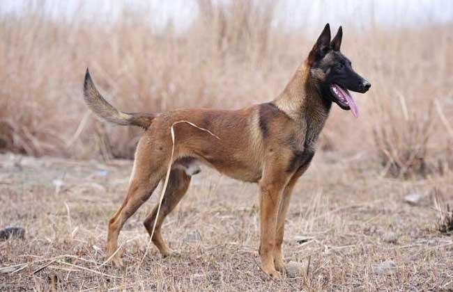 如何训练马犬吠叫