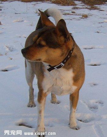 小猎犬怎么训练