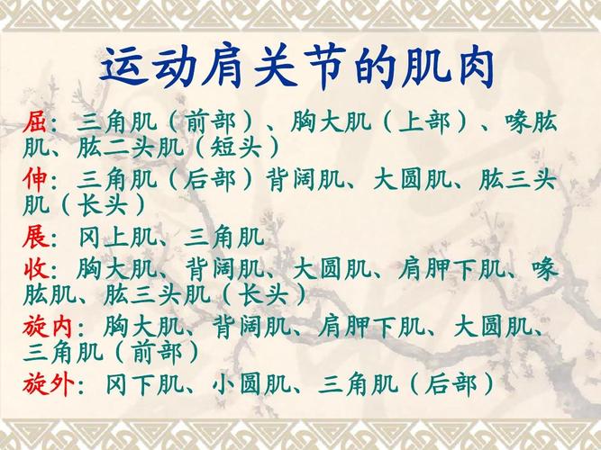 肩部的解剖与运动