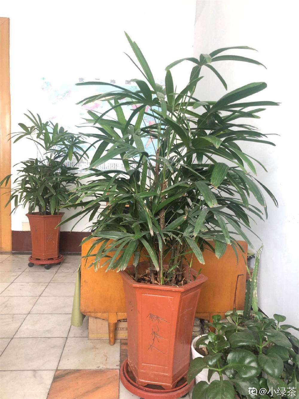 棕竹的种植方法