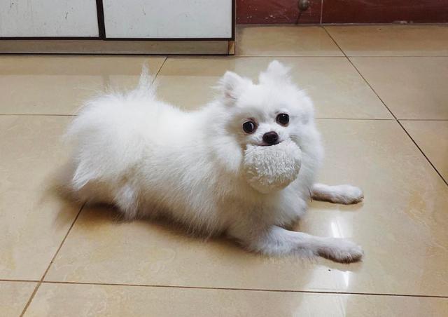 博美狗狗可以吃什么东西