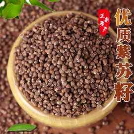 紫苏种子的养殖方法