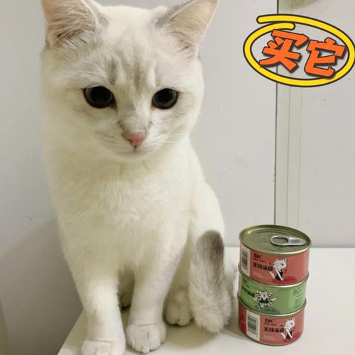 寄养的猫拿回家不爱吃东西