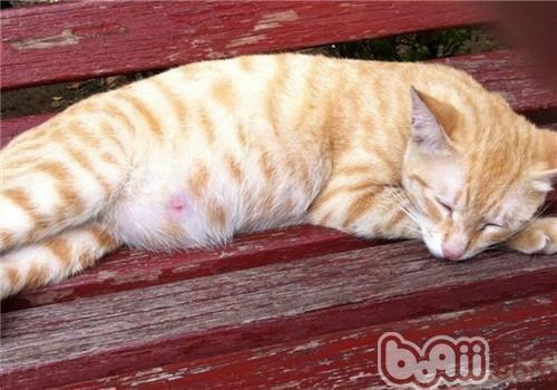 猫怀孕需要做注意什么东西