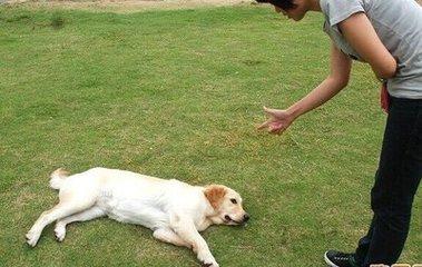 如何训练狗狗趴下坐下