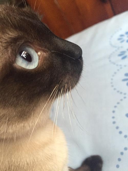 猫咪眼角有白色东西怎么回事