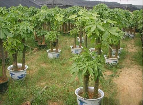 发财树栽培方法