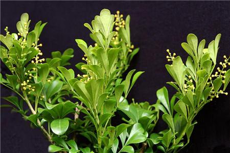 米兰花养植栽培枝术