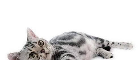 猫怀孕要注意些什么东西