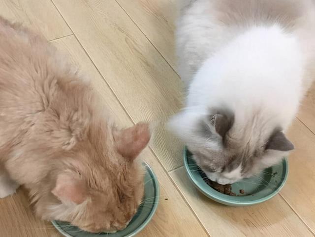 换了新家猫不吃东西