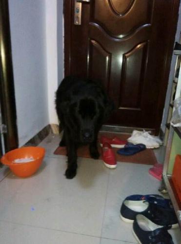 怎样训练金毛犬不随地大小便