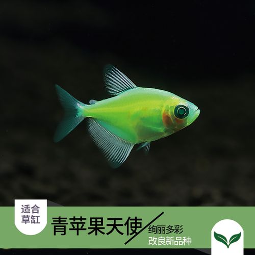 宠物鱼训练