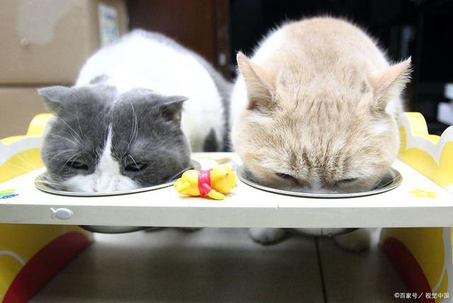 猫突然不吃东西不爱动