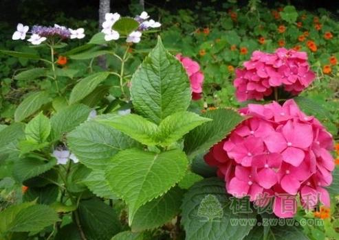 八仙花的栽培技术