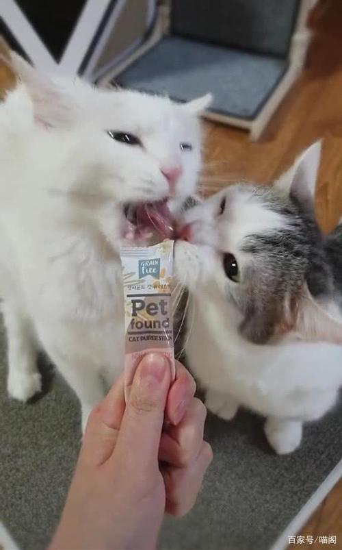 猫咪突然喜欢咬东西怎么办