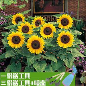 花卉向日葵栽培方法