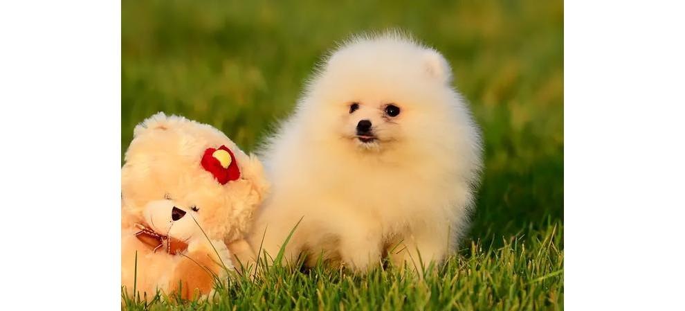怎么训练博美犬