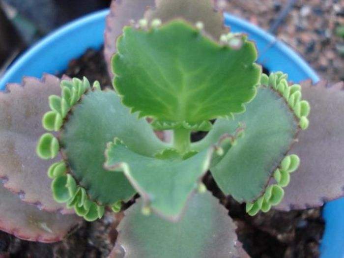 落地生根种植方法