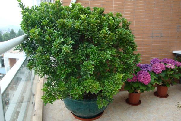 米兰怎么种植方法