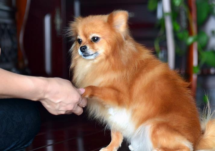 博美犬怎样训练大小便