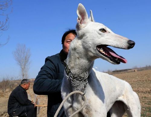 细狗怎么训练速度