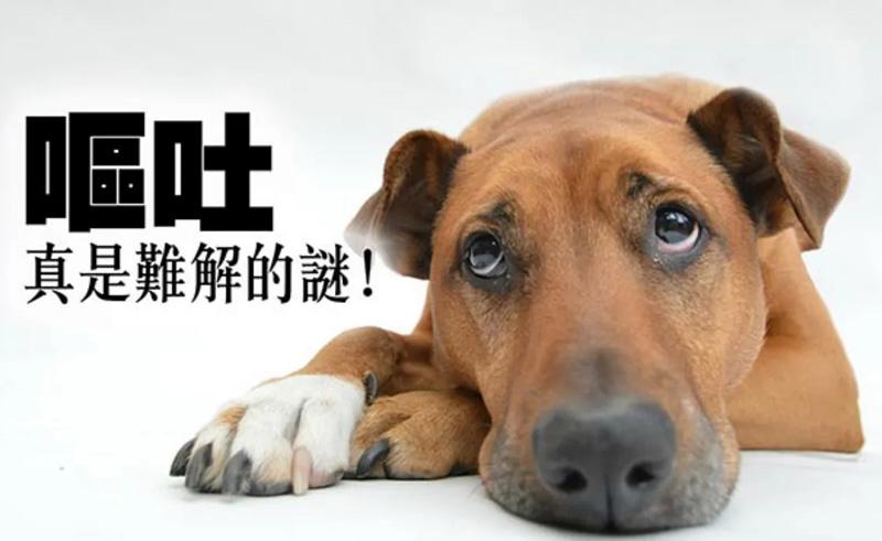 狗狗吃错东西一直吐不出来怎么办
