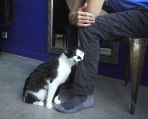 猫爱蹭东西怎么办