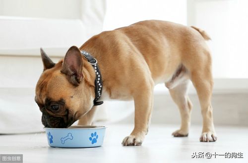 幼犬不吃东西精神不振