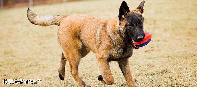 马犬服从性怎样训练