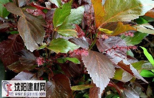 红叶铁的栽培