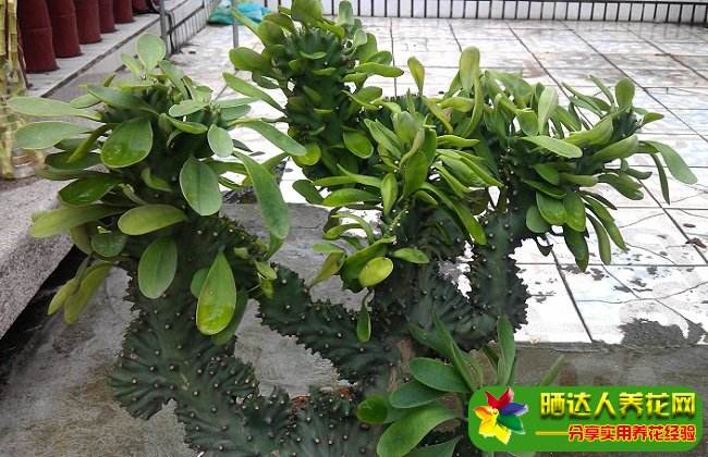 麒麟掌家庭养殖方法