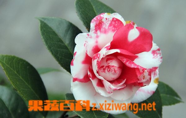 澳洲茶梅的养殖方法