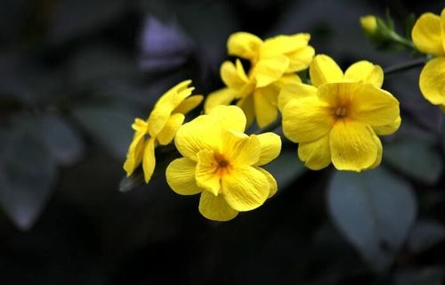 迎春花栽培