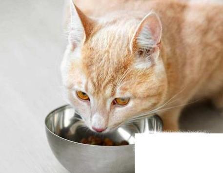 猫到新环境不吃东西