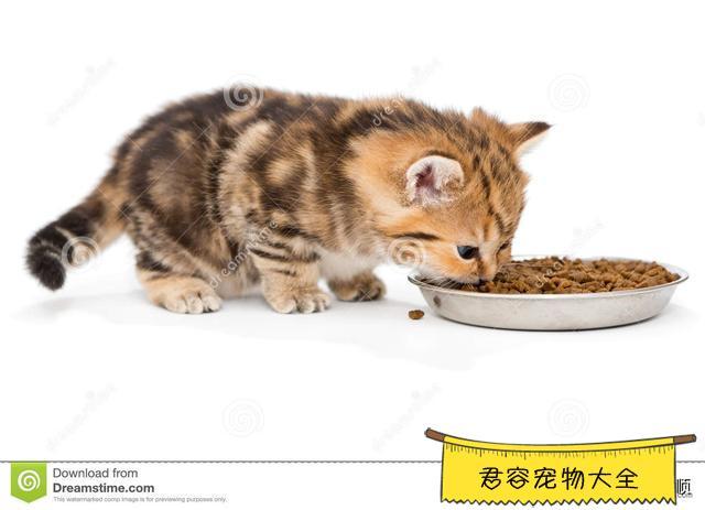 猫吃东西不消化怎么办