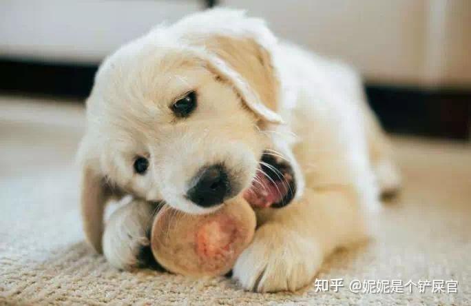 狗乱一岁了咬东西怎么办