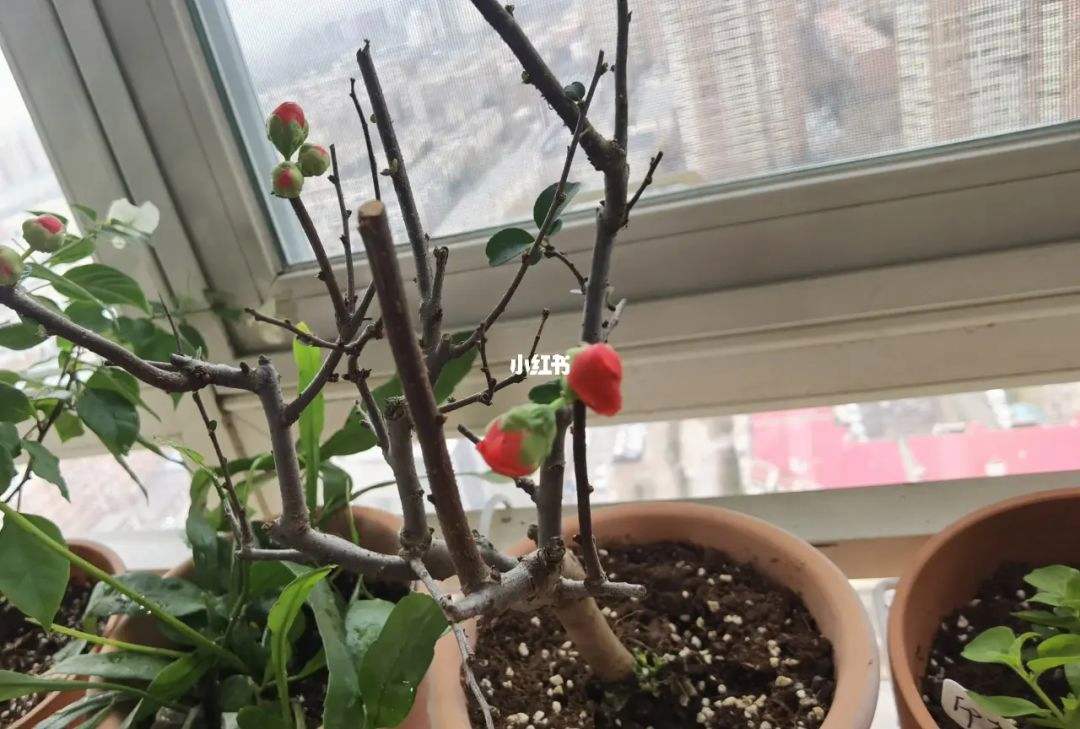 茶花海棠的繁殖方法