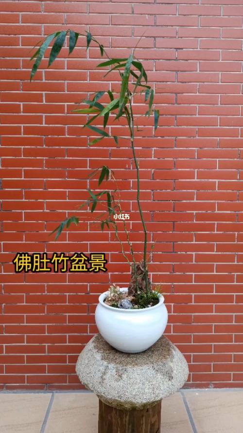 家庭怎样栽培佛肚竹