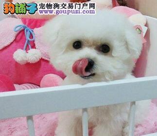 比熊不想吃东西怎么办
