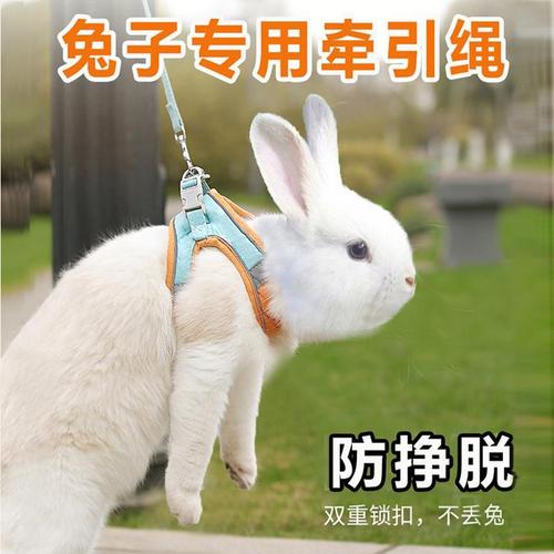 如何训练溜兔子
