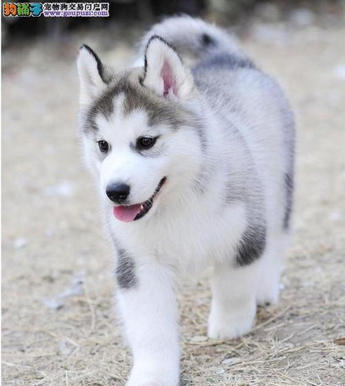 怎样训练哈士奇幼犬大小便