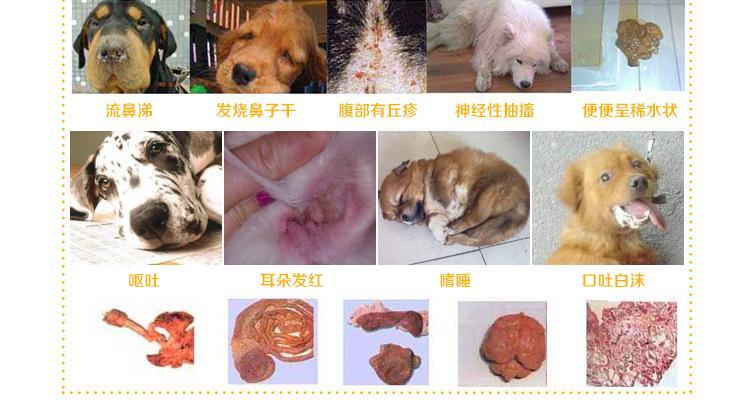 狗犬瘟还在吃东西怎么办